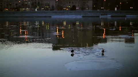 Ducks on an ice floe in the city Stock Footage 47093065