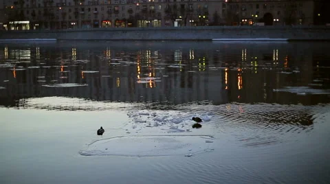 Ducks on an ice floe in the city Stock Footage 47093106