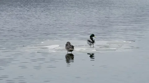 Ducks on the ice floe Video stock 12183985