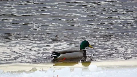 Ducks on an ice floe Stock Footage 150015731