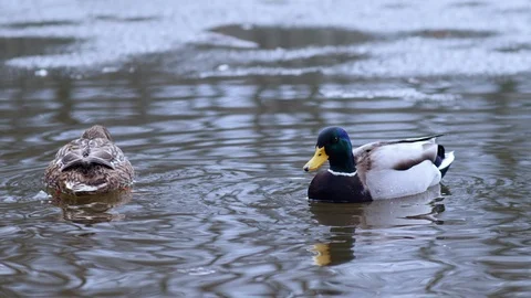 Ducks on Ice Stock Footage 121705425