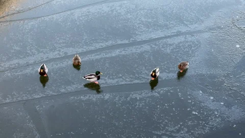Ducks on ice Video stock 147330583