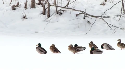 Ducks on Ice Stock Footage 149161351