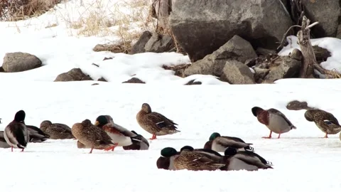 Ducks on Ice Video stock 149161354