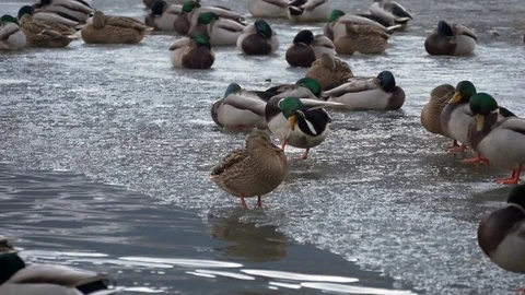 Ducks on the ice in a park Stock Footage 71121270