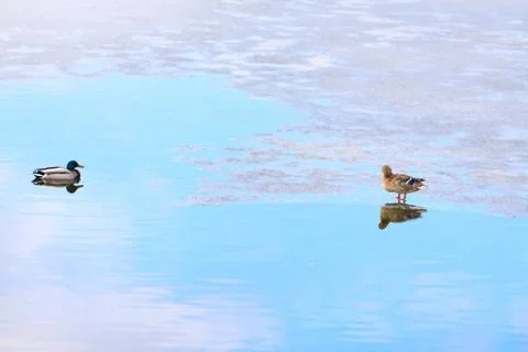 Ducks on ice Stock Photos