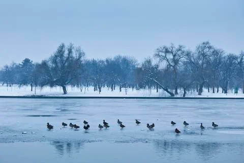 Ducks on ice Stock Photos