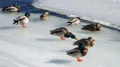 Ducks on ice Stock Photos