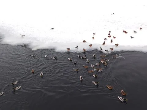 Ducks on the ice Stock Photos