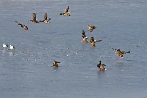 Ducks on ice Stock Photos