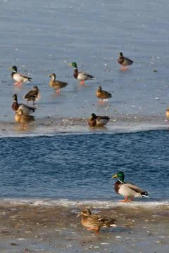 Ducks on ice Stock Photos
