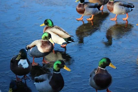 Ducks on ice Stock Photos