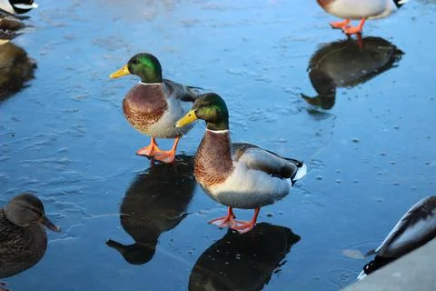 Ducks on ice Stock Photos