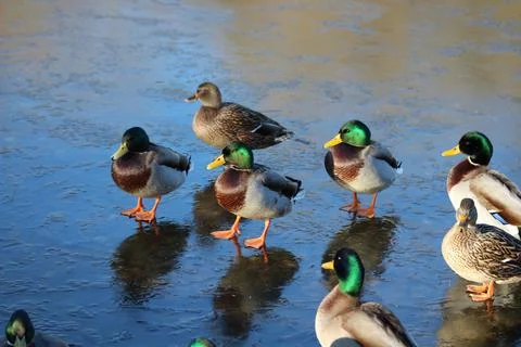 Ducks on ice Stock Photos