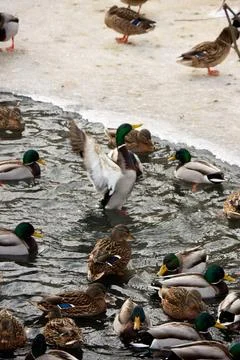 Ducks on ice Stock Photos