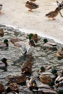 Ducks on ice pond Foto stock