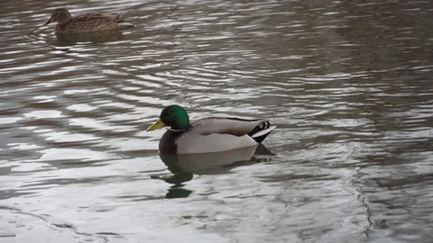 Ducks on an ice river in winter. duck feeding 動画素材 124785806