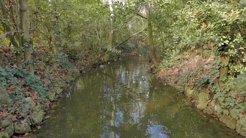 Ducks on an idyllic creek in winter Stock Footage 101042533
