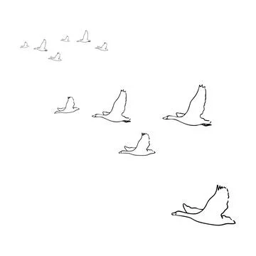 Ducks Stock Illustration