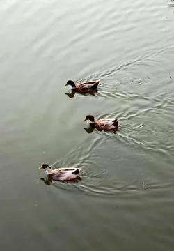 Ducks image Stock Photos