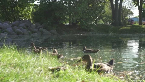 Ducks Inside An Afternoon Pond Video stock 171628809