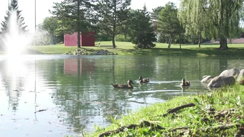 Ducks Inside An Afternoon Pond Stock Footage 171628810