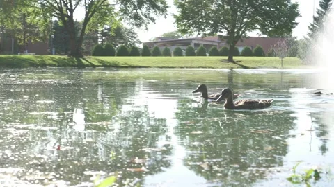 Ducks Inside An Afternoon Pond Stock Footage 171628813