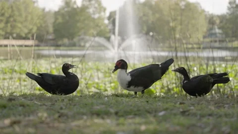 Ducks interacting closely to a lake 120fps Stock Footage 220445968