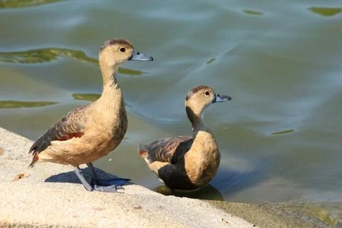 Ducks interest something Stock Photos