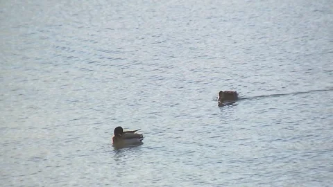 Ducks joining on mountain lake Stock Footage 71100096