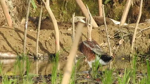 Ducks Joyfully Bathing in a Rice Field under Natural Light Stock Footage 308436511