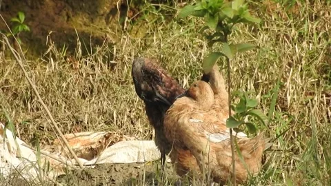 Ducks Joyfully Bathing in a Rice Field under Natural Light Stock Footage 308436610