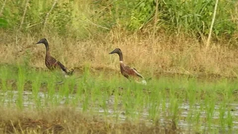 Ducks Joyfully Bathing in a Rice Field under Natural Light Stock Footage 308437897