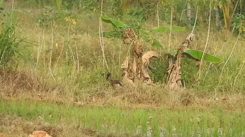 Ducks Joyfully Bathing in a Rice Field under Natural Light Stock Footage 308451972