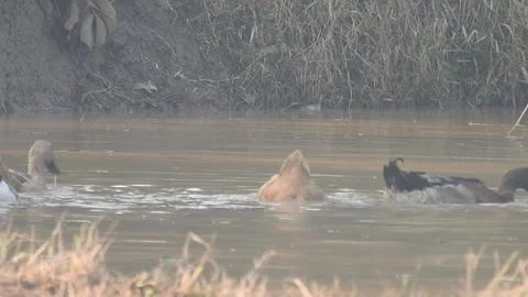 Ducks Joyfully Bathing in a Rice Field under Natural Light Video stock 308460389