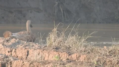 Ducks Joyfully Bathing in a Rice Field under Natural Light Stock Footage 308460410