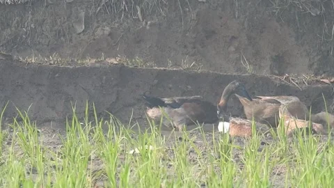 Ducks Joyfully Bathing in a Rice Field under Natural Light Stock Footage 308460421