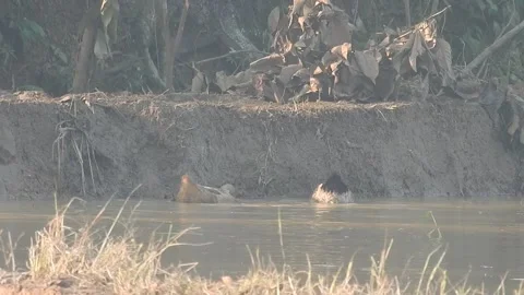 Ducks Joyfully Bathing in a Rice Field under Natural Light Stock Footage 308460477