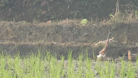 Ducks Joyfully Bathing in a Rice Field under Natural Light Stock Footage 308460505