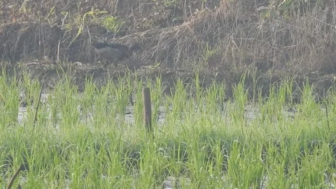 Ducks Joyfully Bathing in a Rice Field under Natural Light Stock Footage 308460701