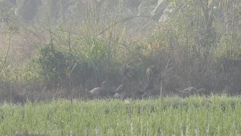 Ducks Joyfully Bathing in a Rice Field under Natural Light Stock Footage 308460824
