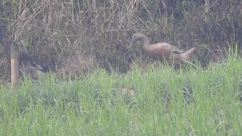 Ducks Joyfully Bathing in a Rice Field under Natural Light Stock Footage 308463438