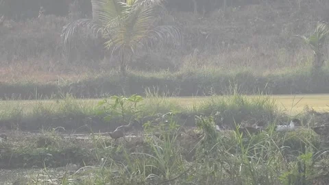 Ducks Joyfully Bathing in a Rice Field under Natural Light Video stock 308464439