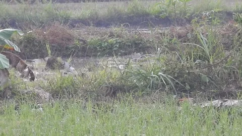 Ducks Joyfully Bathing in a Rice Field under Natural Light Stock Footage 308465127