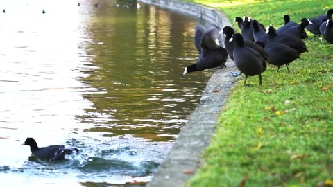 Ducks jumping into the lake, in park. Bucharest, Romania Stock Footage 143918018