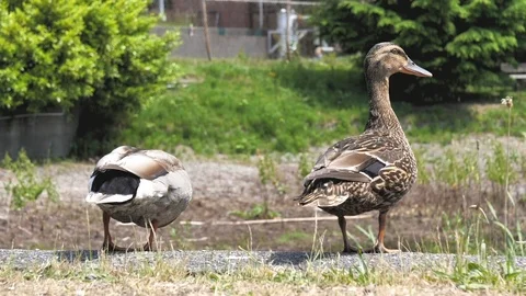 Ducks Jumping off Ledge (slow motion) Stock Footage 110717996