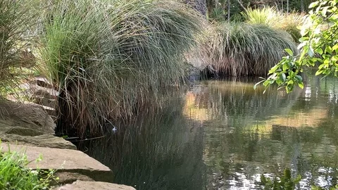 Ducks jumping on the pond Stock Footage 119985350