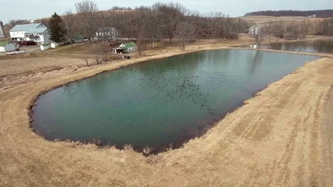 Ducks jumping in water Stock Footage 72821555