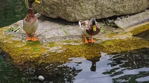 Ducks jumping into the water Stock Footage 296846282