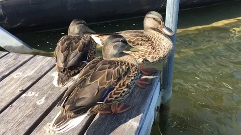 Ducks Jumping Into Water in Slow Motion Video stock 93327423